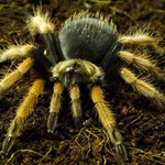 brachypelma boehmei