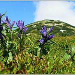 Fatra...