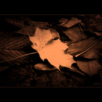 ..::PodZiM::..