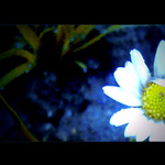 ..::seDMiKRáskA::..