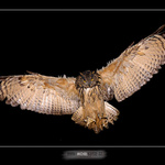 Výr velký (bubo bubo)