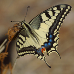 Otakárek fenyklový