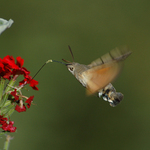 Dlouhozobka svízelová