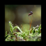 ... mechová láska ...