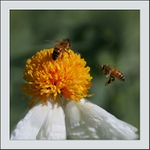 Žlutá včelí pochoutka