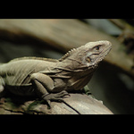 = Pán starých časů =