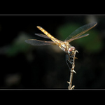 = Teplomilný vrtulník :-) =