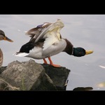 Nemachruj a skákej...