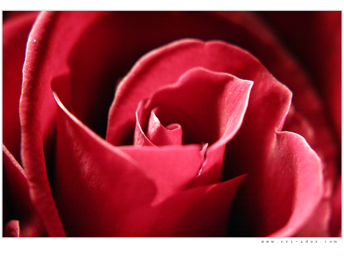 Red passion