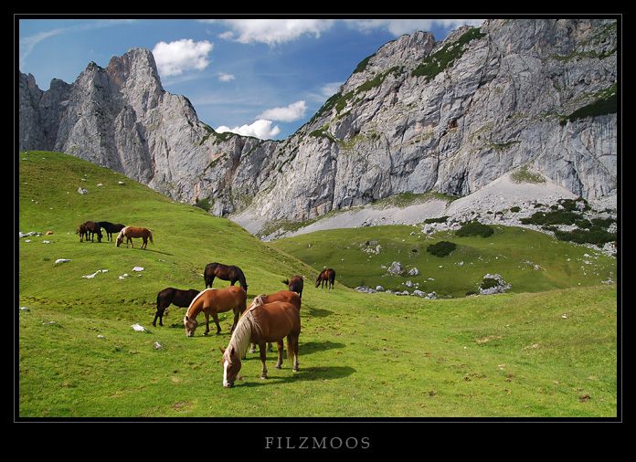 Na pastvě nad Filzmoos