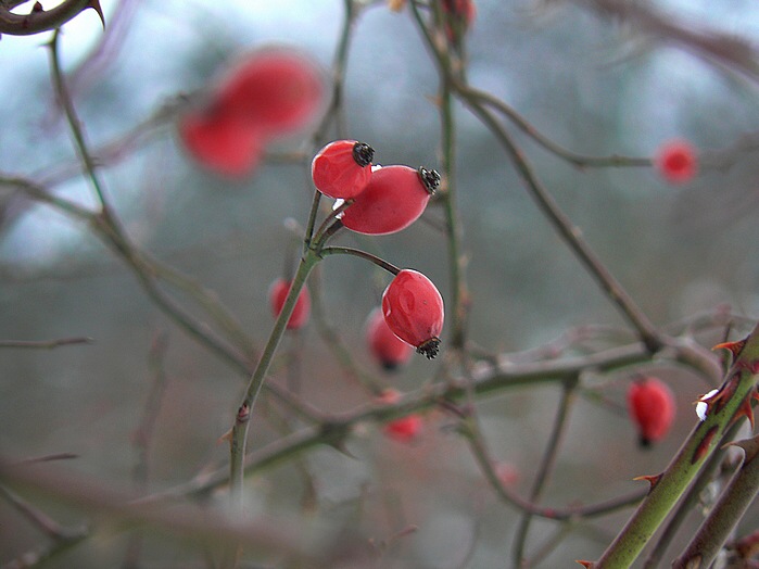 Last color in the year :)