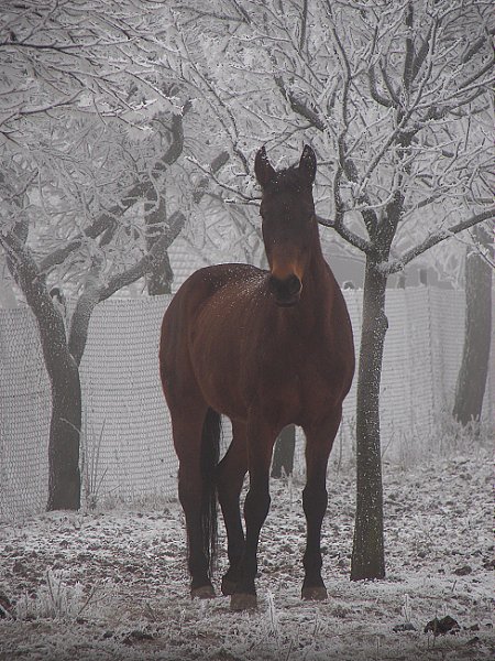 Horse