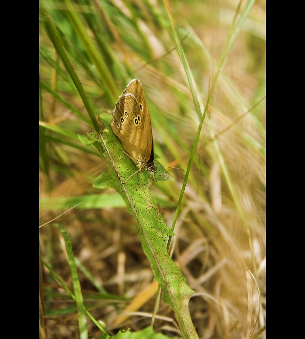 :::Kamuflaž:::