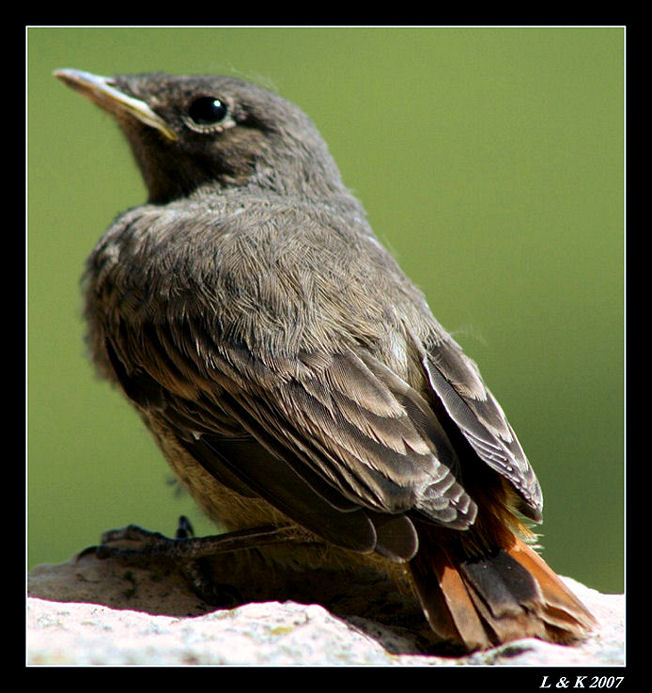 Birdie