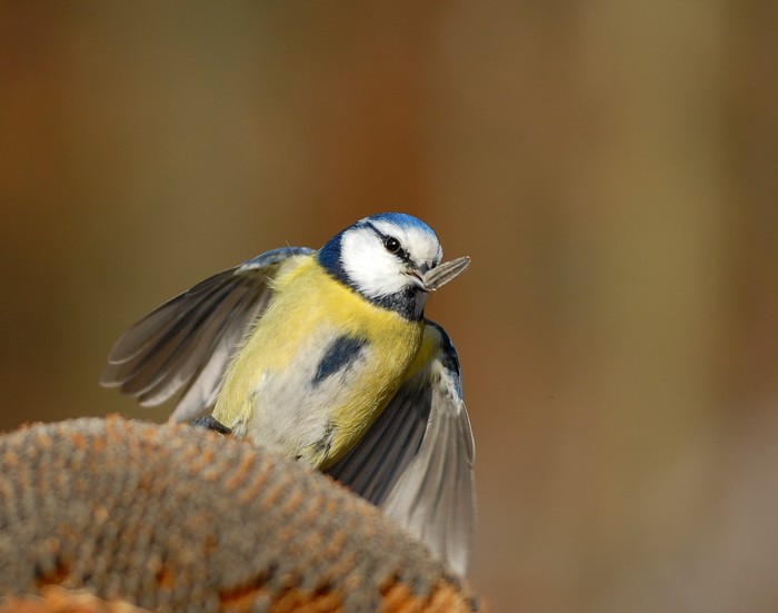 Sýkora modřinka (Parus caeruleus)
