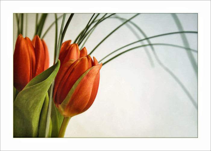 tulipány