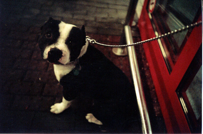 die gemüsesuppe čižmo'nˇ nummer eins (celkem smutnej pes)