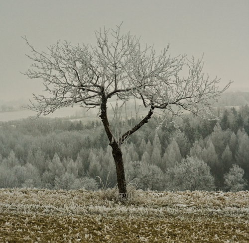Zmrzlý strom