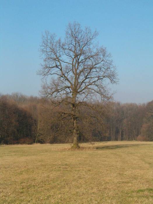 Strom na zálesí...