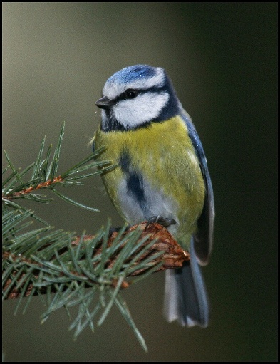 Sýkora modřinka (Parus caeruleus) v dešti
