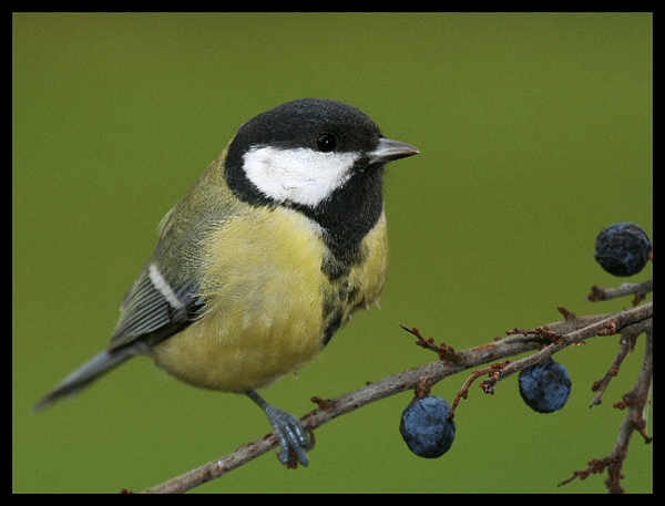 Sýkorka koňadra (Parus major)