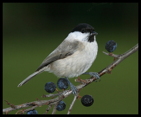 Sýkorka lužní (Parus montanus)