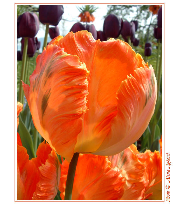 Tulipán 2006