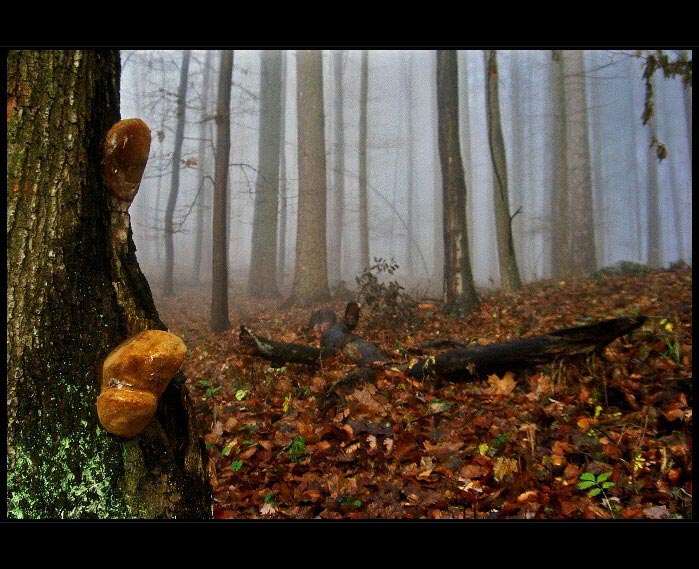 mlha stokrát jinak 027