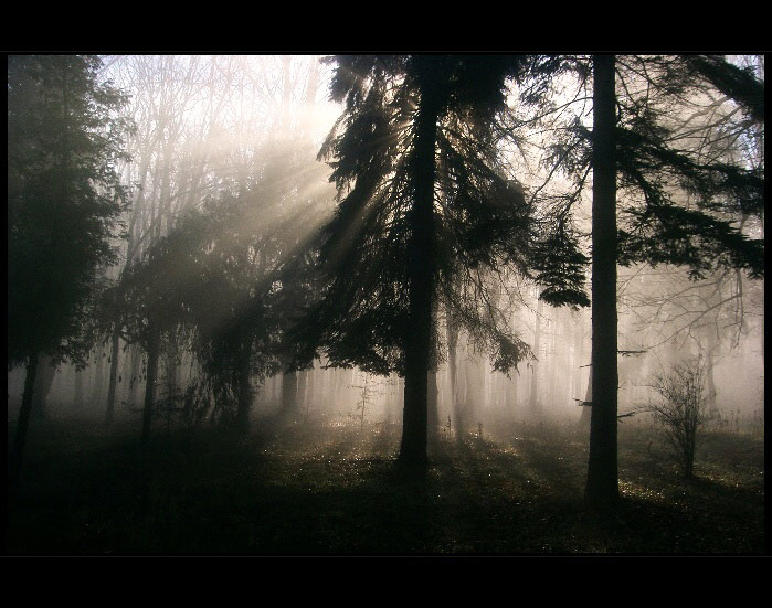 mlha stokrát jinak 028