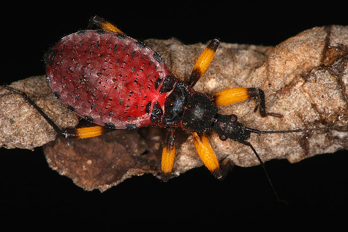 zákeřnice - Platymeris biguttata