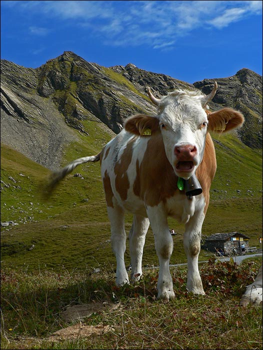 Jako tele na vrata ...