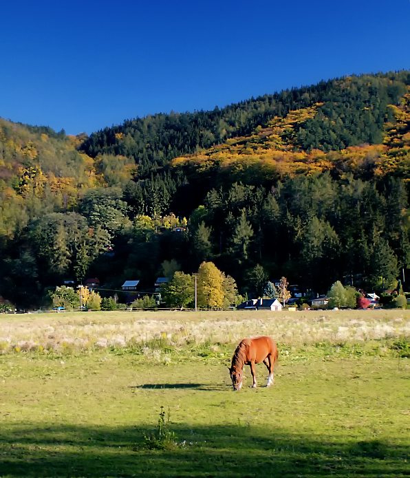 Kůň v podzimu