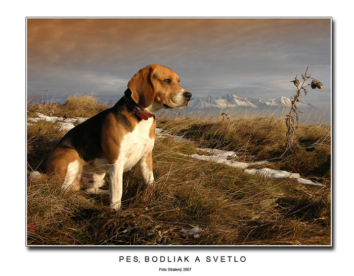 Pes, bodliak a svetlo