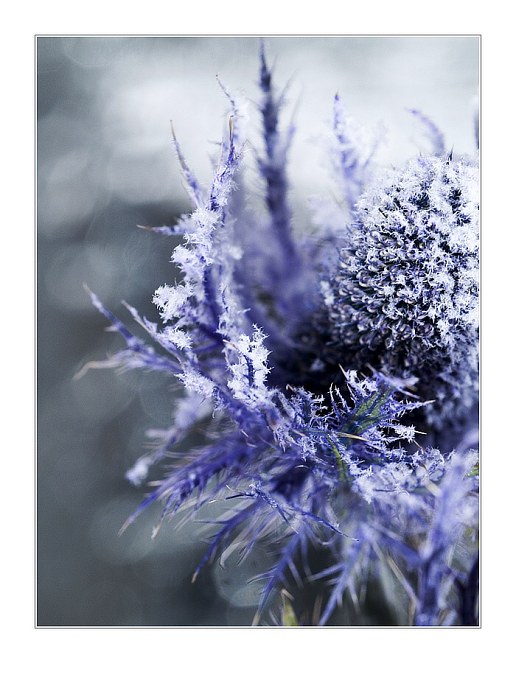 ...vánoční snění...