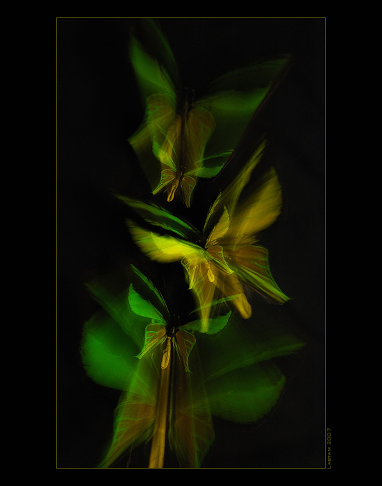 Golden-green birdwings II