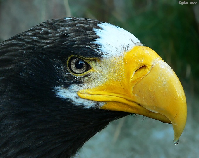 Orel Kamčatský (ZOOpark Chomutov)