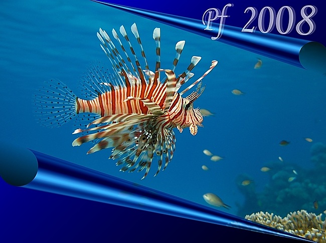 Pf 2008