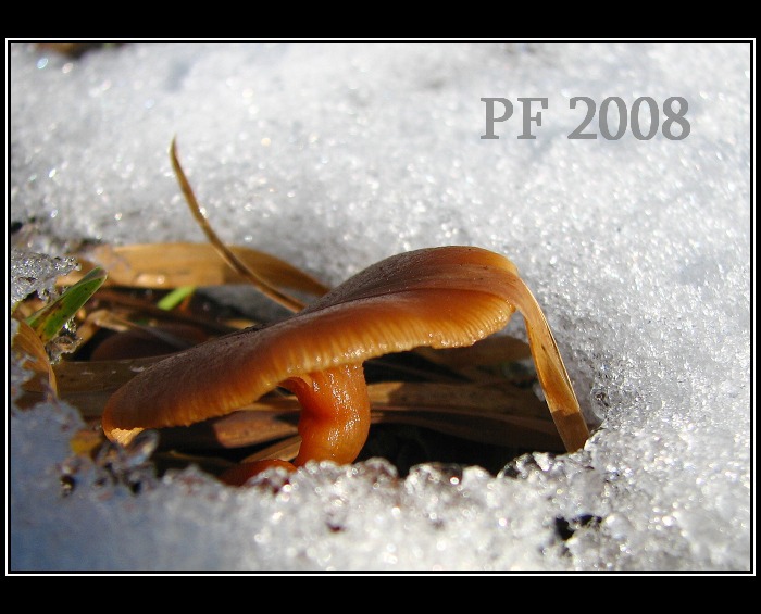 Už rostou...  pf 2008