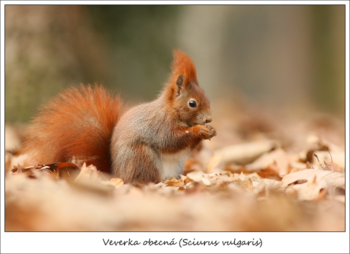 veverka .....