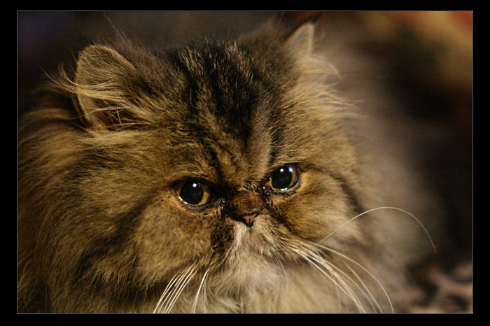 Jeste chvili bude prudit s tim fotakem a dostane tlapkou!