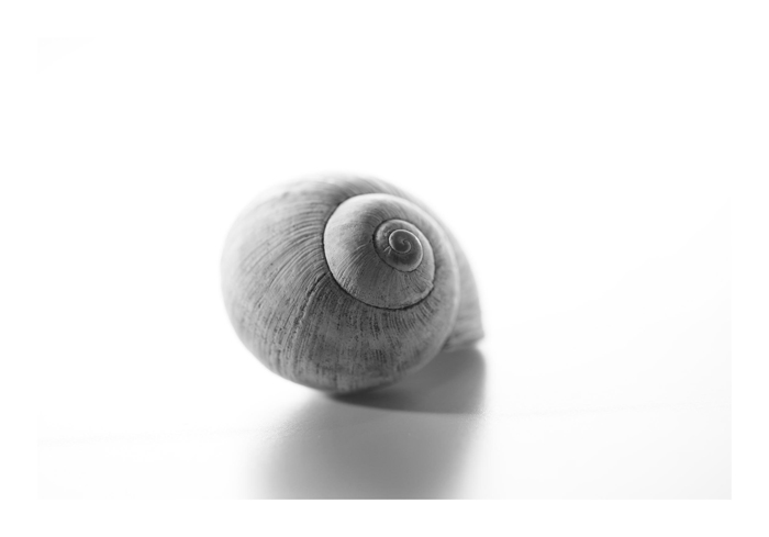 skvele ulita šnečí ulita