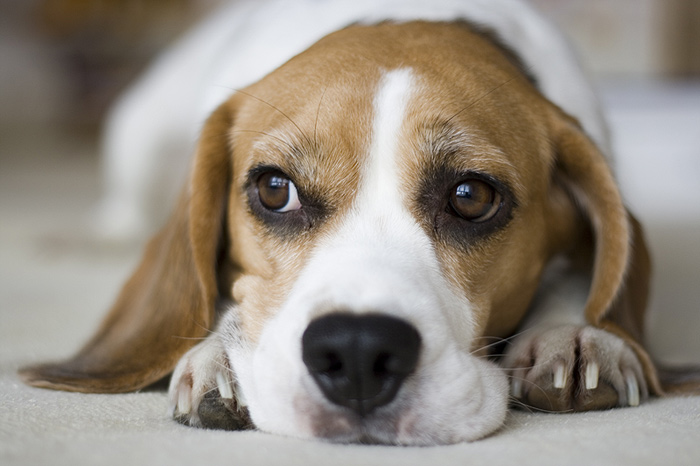 Beagle