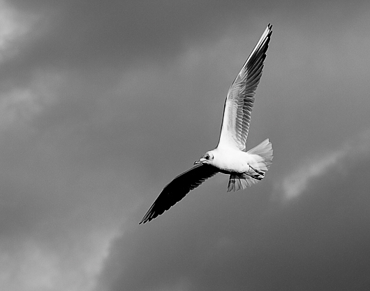 In flight_01