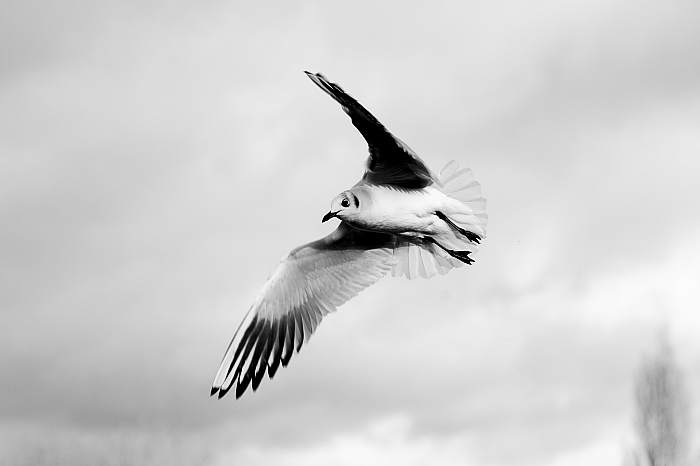 In flight_02