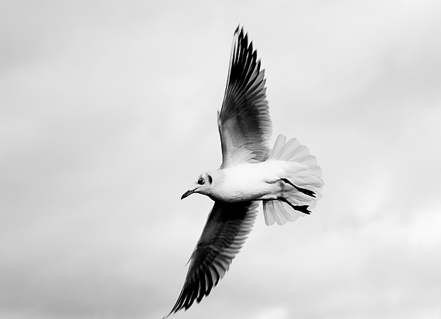 In flight_03
