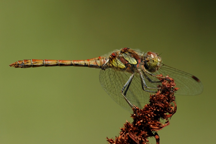 Sympetrum striolatum