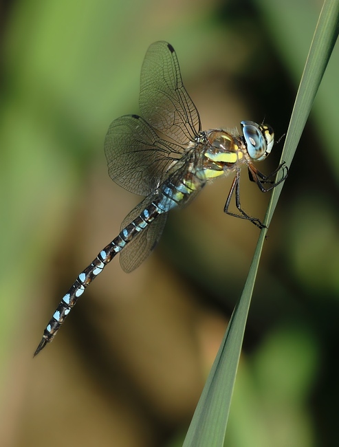A.mixta