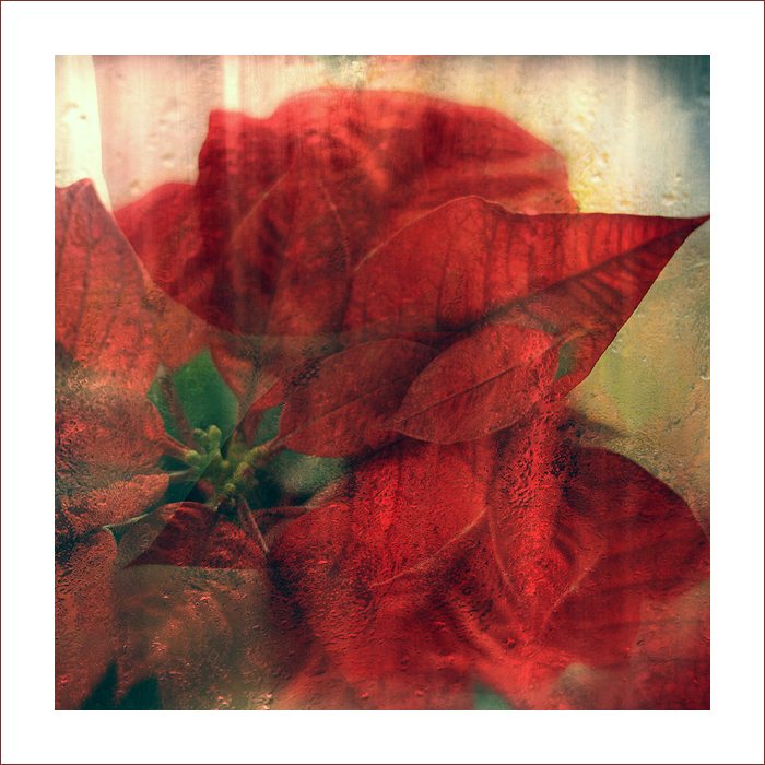 *** Vánoční hvězda***