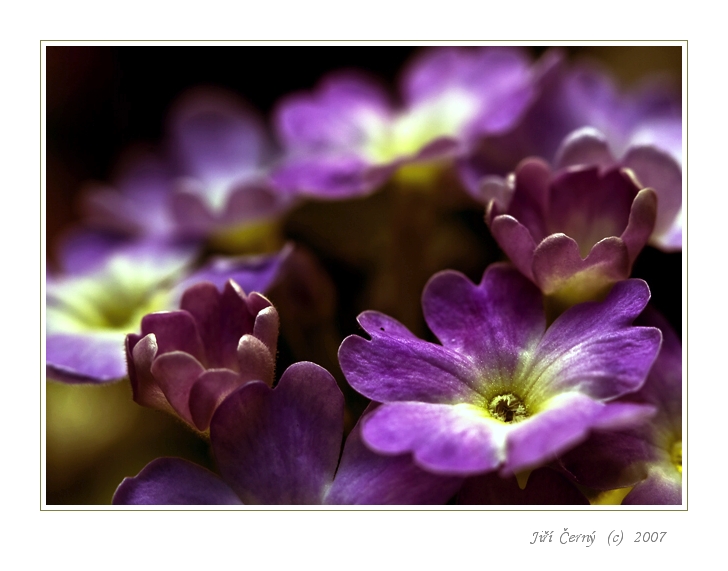 Fialové kalíšky...