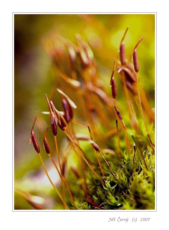 Podzimní nálada....